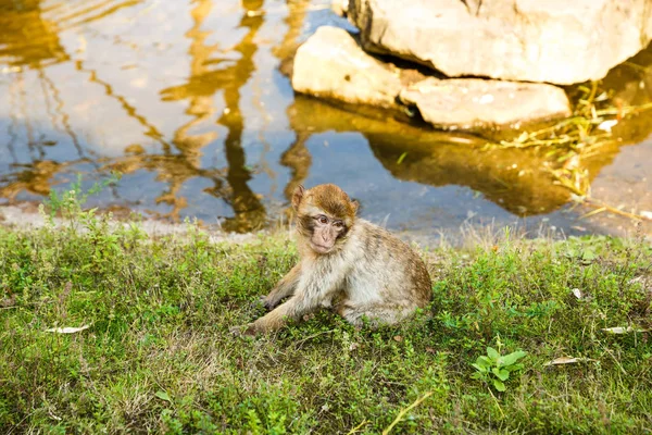 Young Barbary Macaque Macaca Sylvanus Sitting Ground Pond — Stock Photo, Image