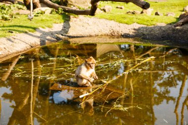 Taşın su birikintisi içinde oturan genç berberi şebeği (Macaca sylvanus).