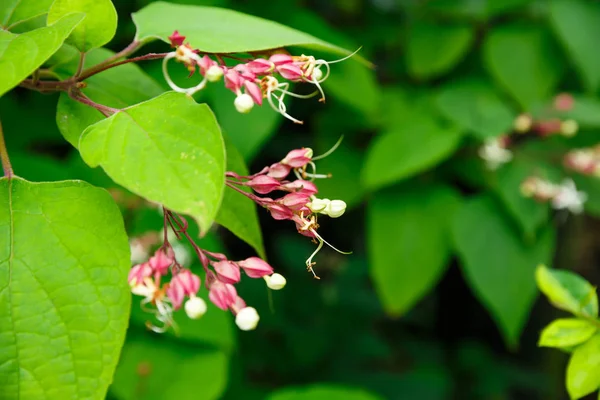 Die Rosa Blüten Nahaufnahme Bild — Stockfoto