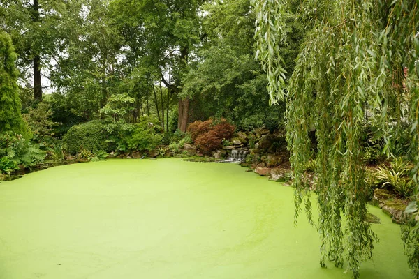 Giardino Giapponese Con Laghetto Alberi — Foto Stock