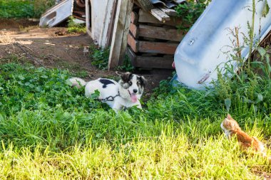 Melez köpek zinciri ve kedi Köyü.
