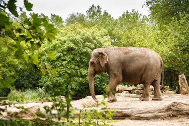 Parkta yürüyüş büyük fil.