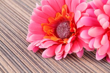 Bez arka plan, portre resim üzerinde pembe yapay papatyalar.