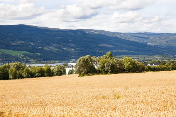 Пейзаж Пшеничным Полем Деревьями Горами Норвегии — стоковое фото