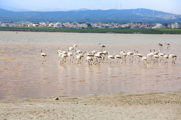 Grupo Flamingos Lago Salk Larnaca Chipre — Fotografia de Stock