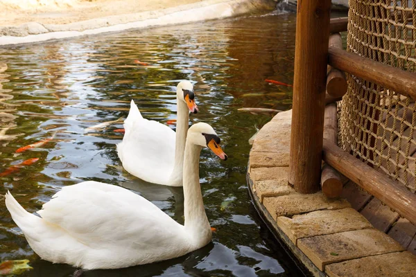 Dos Cisnes Blancos Nadando Estanque —  Fotos de Stock