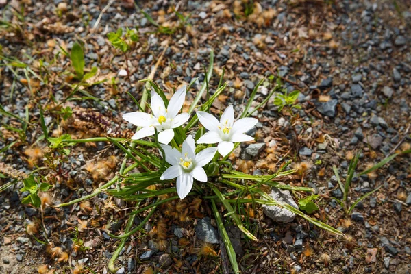 Három Fehér Virágok Zöld Levelek — Stock Fotó