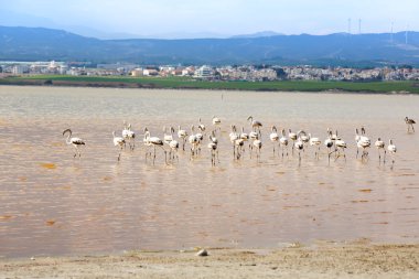 Flamingolar Salk Gölü Larnaka, Kıbrıs için Grup.