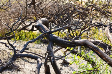 Kıbrıs'ta yangından sonra yanmış ağaçlar.