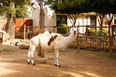 Güzel lama Hayvanat Bahçesi.