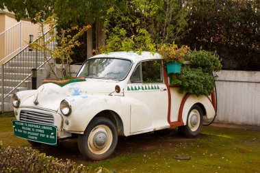 Limassol, Kıbrıs - 4 Şubat 2016 - Morris Minor araba park farklı bitkiler ile.
