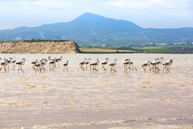 Flamingolar Salk Gölü Larnaka, Kıbrıs için Grup.