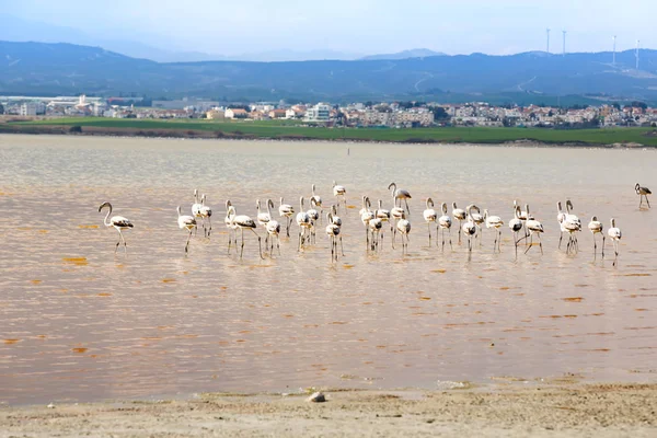 塞浦路斯拉纳卡索尔克湖的火烈鸟群 — 图库照片
