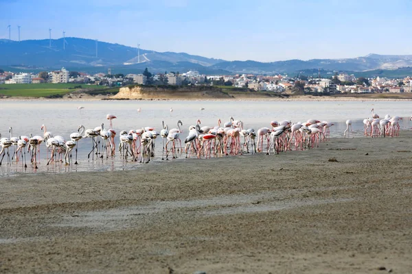 塞浦路斯拉纳卡索尔克湖的火烈鸟群 — 图库照片