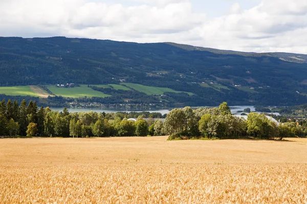 Paesaggio Con Campi Grano Alberi Villaggio Norvegia — Foto Stock