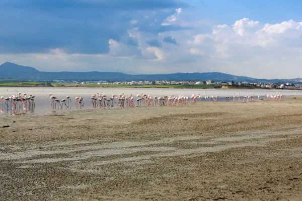 Grupo Flamingos Lago Salk Larnaca Chipre — Fotografia de Stock