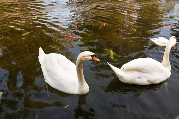 Dois Cisnes Brancos Nadando Lagoa — Fotografia de Stock