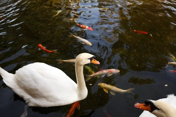 Cisnes Blancos Agua Peces Koi Estanque —  Fotos de Stock