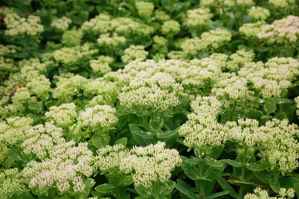 Many Flowers Garden — Stock Photo, Image