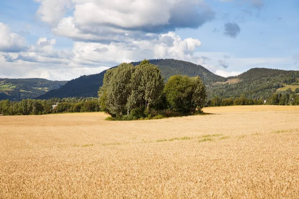 Krajina Pšeničné Pole Stromy Horami Norsku — Stock fotografie