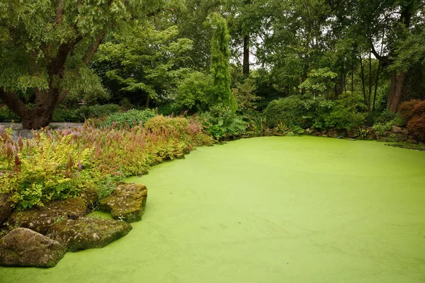 Jardin Japonais Avec Étang Arbres — Photo