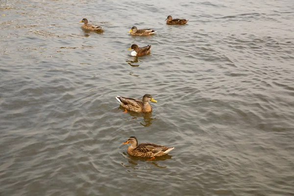 Ördekler Gölette Yüzüyor — Stok fotoğraf