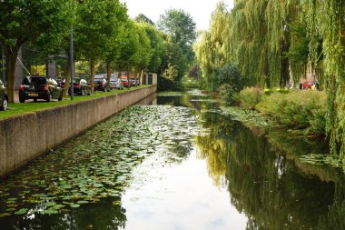 Amsterdam, Hollanda-Ağustos 18, 2015-kanal yaprakları, ağaçlar ve Hollanda başkentinde arabalar.