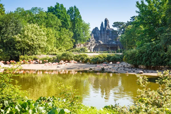 Grupp Rosa Flamingos Djurparken — Stockfoto