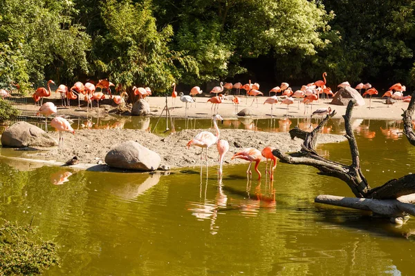 Grupo Flamingos Rosa Zoo — Fotografia de Stock