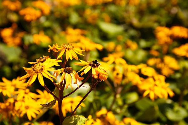 Bumblebee Sul Fiore Giallo Che Raccoglie Nettare — Foto Stock