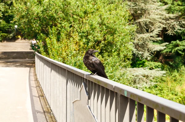 The raven on the bridge in the Planten un Blomen Park in Hamburg, Germany.