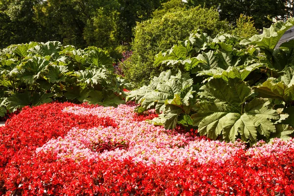 Fleurs Dans Parc Planten Blomen Hambourg Allemagne — Photo