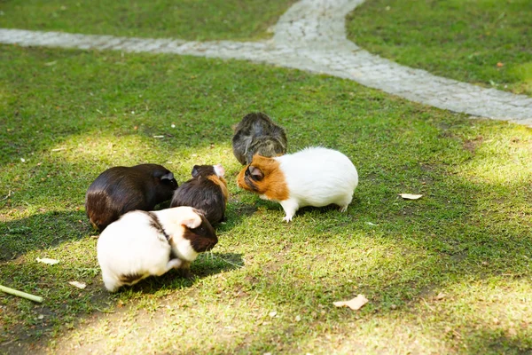 Group Guinea Pigs Garden — Stock Photo, Image