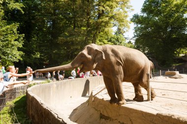 Hamburg, Almanya - 5 Haziran 2016 - fil Hagenbeck Hayvanat bahçesinde beslenme zamanı.