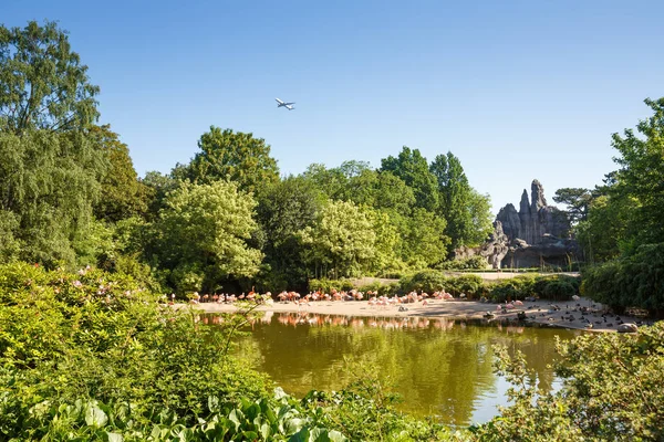 Groep Roze Flamingo Dierentuin — Stockfoto