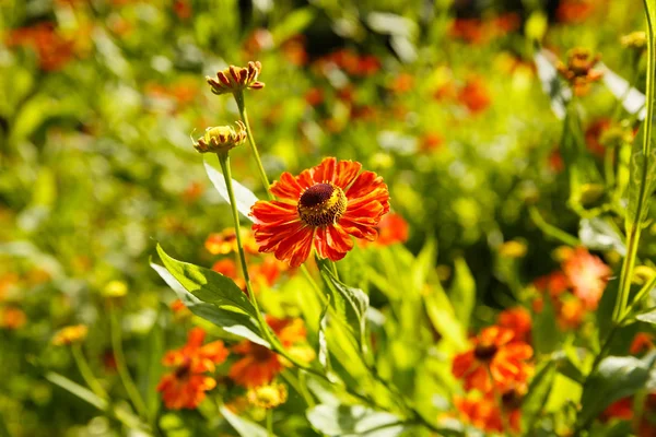 Renkli Arka Plan Üzerinde Kırmızı Çiçekler — Stok fotoğraf