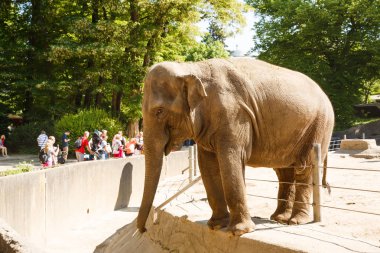 Hamburg, Almanya - 5 Haziran 2016 - fil Hagenbeck Hayvanat bahçesinde beslenme zamanı.