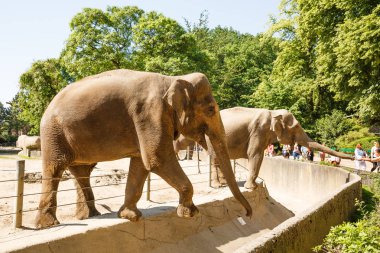 Hamburg, Almanya - 5 Haziran 2016 - fil Hagenbeck Hayvanat bahçesinde beslenme zamanı.