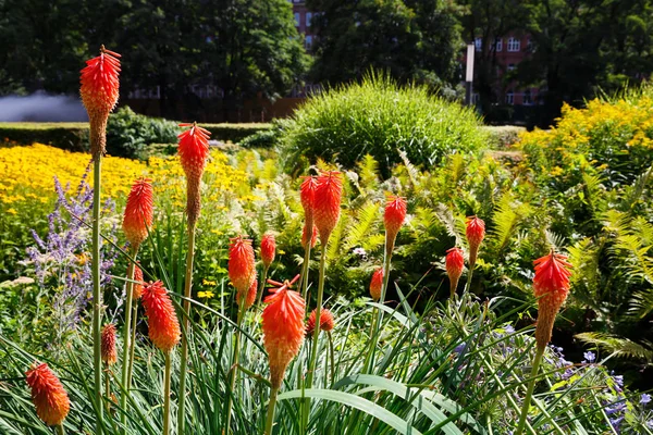 Kırmızı Çiçekler Ağaçlar Çalılar Şehir Parkı — Stok fotoğraf