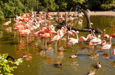 Hamburg, Almanya - 5 Haziran 2016 - grup Hagenbeck Hayvanat Bahçesi pembe flamingolar.
