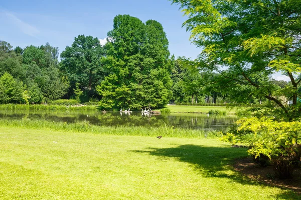 Landschap Met Lake Vogels Bomen Hamburg Duitsland — Stockfoto