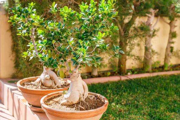 Deux Bonsaïs Banyans Dans Des Pots Dans Jardin — Photo