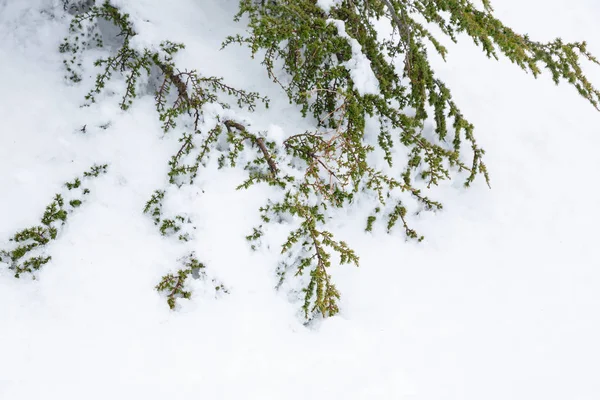 Śnieg na drzewach — Zdjęcie stockowe