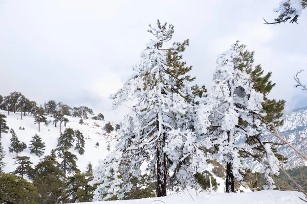 Invierno en Chipre — Foto de Stock