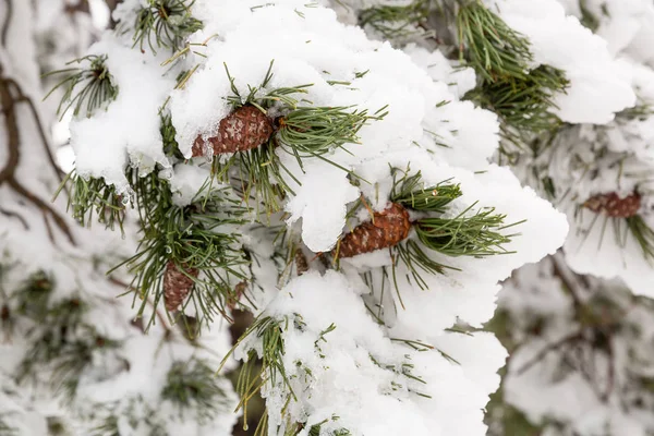 Schnee auf Bäumen — Stockfoto