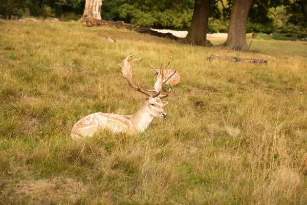 Dois Veados Vermelhos Richmond Park Londres — Fotografia de Stock