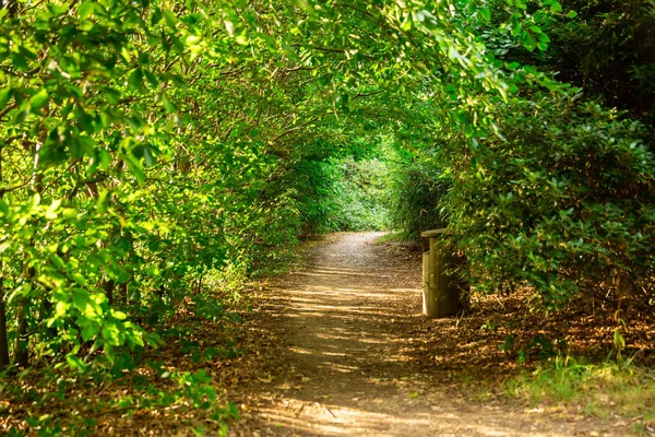 Sentiero Con Arco Degli Alberi Nel Parco Richmond Londra Regno — Foto Stock