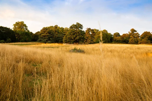 Paisaje Con Árboles Campo Oro Soleado Día Verano Richmond Park —  Fotos de Stock