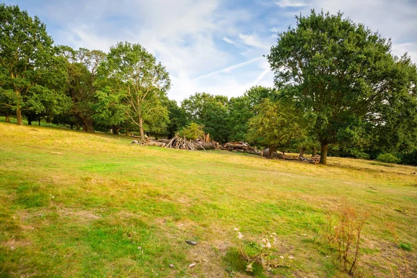 Paisaje Con Árboles Campo Soleado Día Verano Richmond Park Londres — Foto de Stock