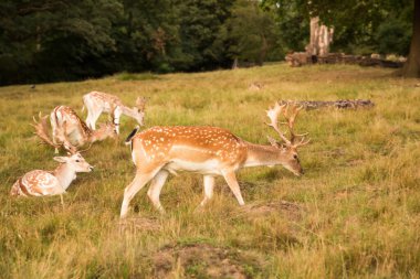 Bir grup kırmızı benekli geyik Richmond Park, Londra 'da.